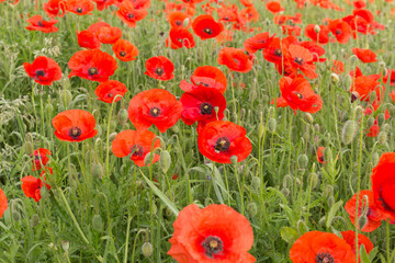 Poppies, Poppy field