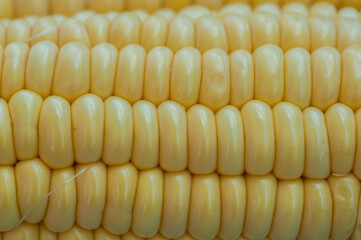 Closeup of fresh yellow corns. Eating helthy concept.