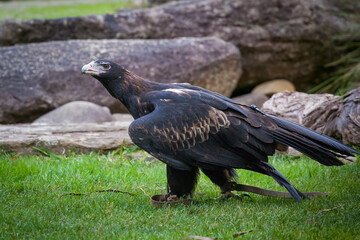 Wedge-tailed eagle walking on grass