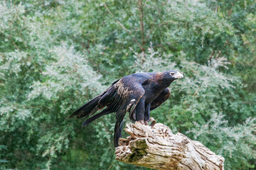 Wedge Tailed Eagle perchiing on dry tree
