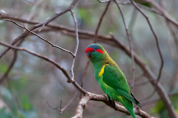 Musk Lorikeet perching on tree branch closeup
