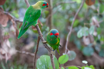 Musk Lorikeet perching on tree branch closeup