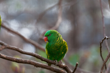Scaly-breasted lorikeet parrot perching on tree branch closeup