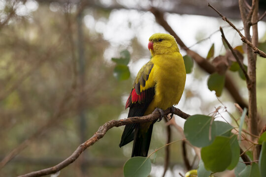 Regent Parrot - perching slim long-tailed parrot perching on tree branch closeup