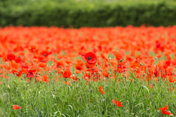 Poppy field , poppies