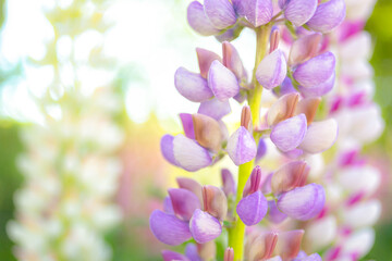 Lupines -  close-up