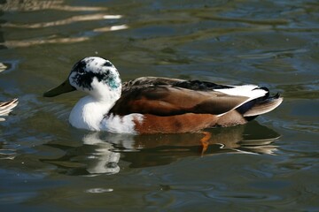 duck