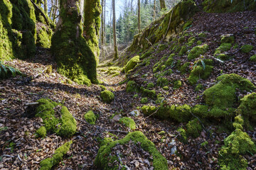 Trittsicher durch das Jura wandern