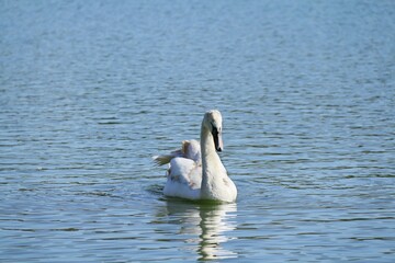 Fototapeta premium swan