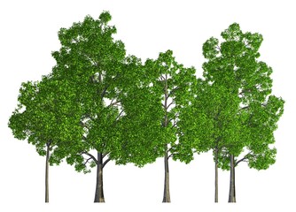 Fototapeta na wymiar Trees in a row isolated on white 3d illustration