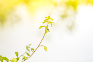 Obraz na płótnie Canvas leaf with sunlight on blurry background