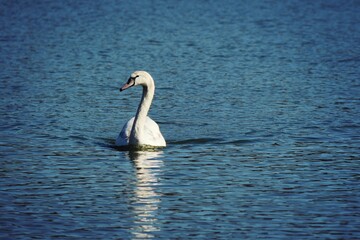 swan