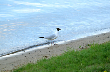 Outdoor landscape with single seagull standing on river coast line with sand and grass on summer day