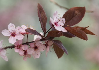 Wiosenna sakura - różowe kwiaty wiśni