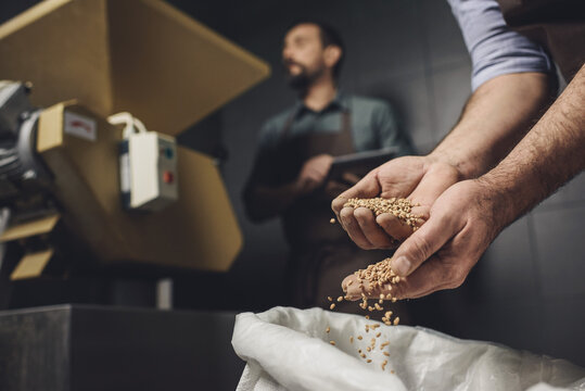 Brewery worker inspecting grains