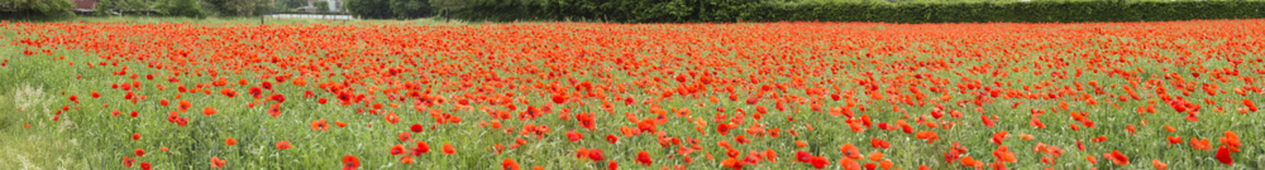 Poppy field panorama, poppies