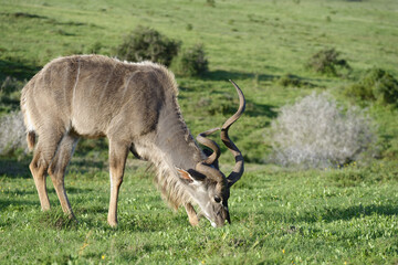 Greater Kudu, Addo Elephant National Park