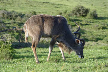 Greater Kudu, Addo Elephant National Park