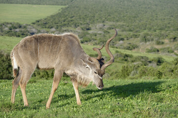Greater Kudu, Addo Elephant National Park
