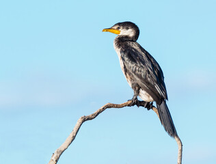 Little Pied Cormorant