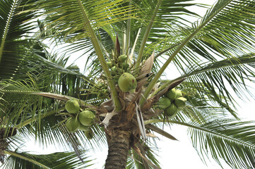 coconut in isolate white background