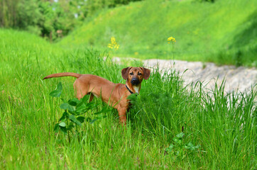 Dachshund in green grass. Dog walking in lawn