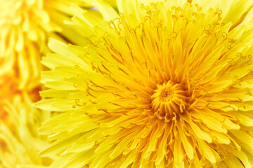 Yellow dandelion closeup