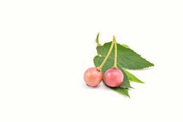 Flacourtiaceae on a white background