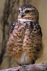 owl