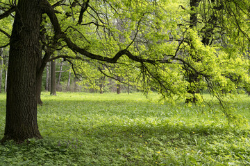 Forest