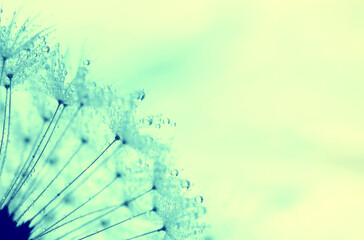 Abstract background with dandelions blowing in water drops