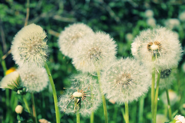White fluffy dandelion on a green background