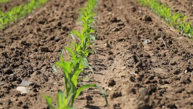 
Close up of young corn plants in the field in the wind on a sunny day