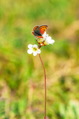 Small copper (Lycaena phlaeas) butterfly, aka American or common copper, on meadow saxifrage (Saxifraga granulate) flower.