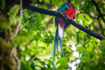 Beautiful Resplendent Quetzal