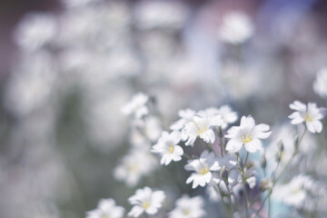 White flowers on a beautiful background. An artistic image. Selective focus