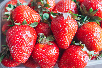 Freshly picked strawberries from a farmer's bed