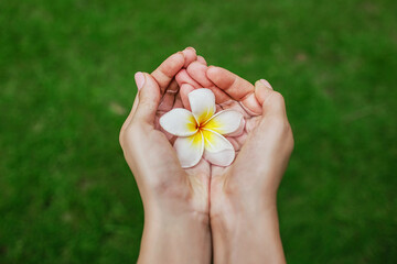 frangipani flower in hands, tropical background, spa treatment, relax and spa background