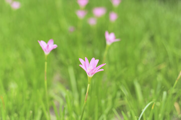 pink flower Crocus on the meadow