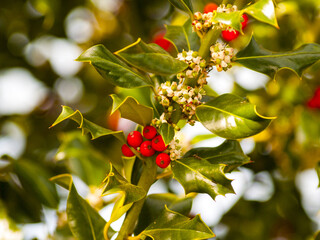 Ilex aquifolium - Holly on blooming in springtime with red fruits and flowers