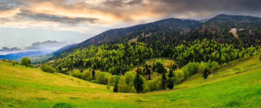 meadow with trees in mountains