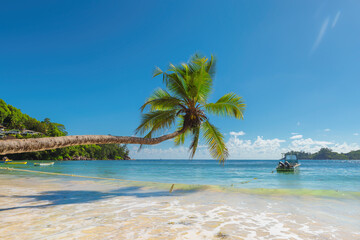 Coconut palm tree on tropical beach.