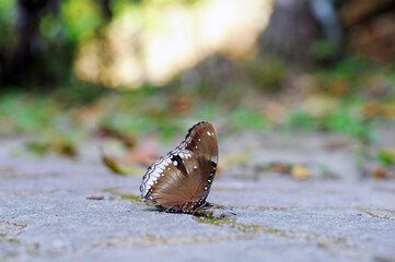 The beauty of butterfly