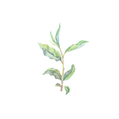 Fototapeta premium Bright watercolor leaf isolated on white background