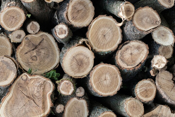 Pile of wood, firewood