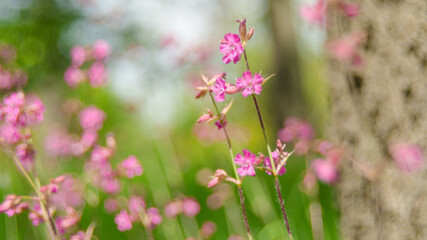 beautiful nature