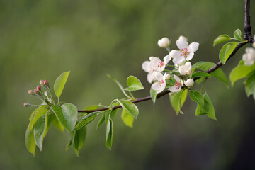 Pear
