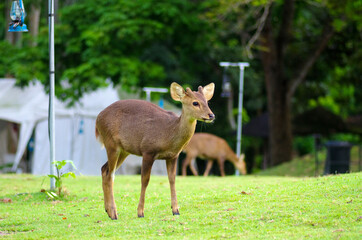 KHAO KHEOW OPEN ZOO, THAILAND - August, 2016: Tents and deer on the territory of the Khao Kheaw es-ta-te Camping Resort