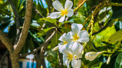 Brunch of white of tiare flowers at green outdoors background