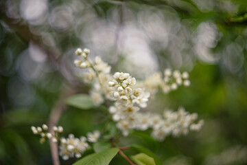 prunus padus